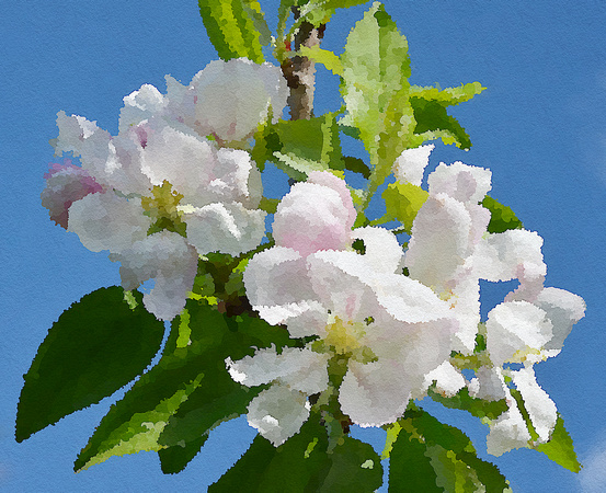 Apple Blossom III
